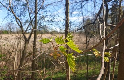 Parco storico in vendita Dębe Wielkie, Ruda, Mazovia, Foto 4/24