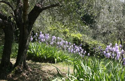 Villa storica in vendita Firenze, Toscana, Foto 18/19