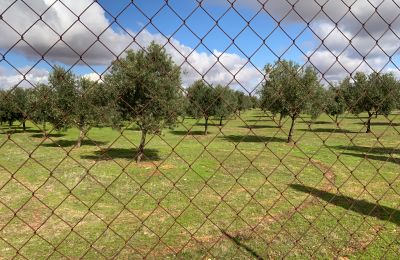 Casale in vendita Almagro, Almagro, Castilla-La Mancha, Proprietà