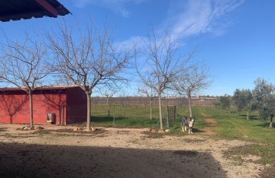 Casale in vendita Almagro, Almagro, Castilla-La Mancha, Propiedad con almendros